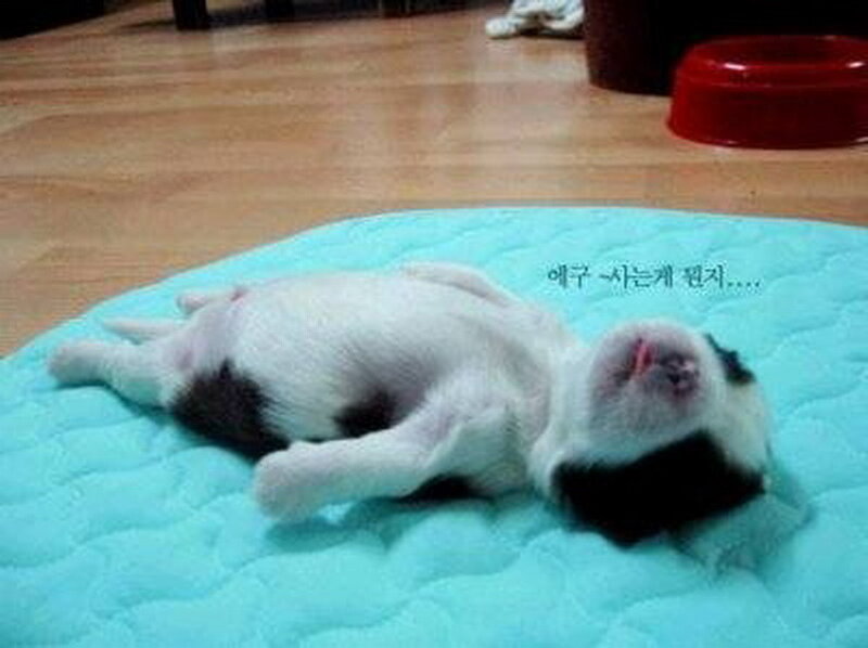 Puppy Sleeping on Mat