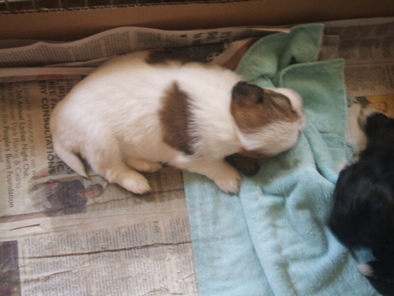 Puppy sleeping on newspaper