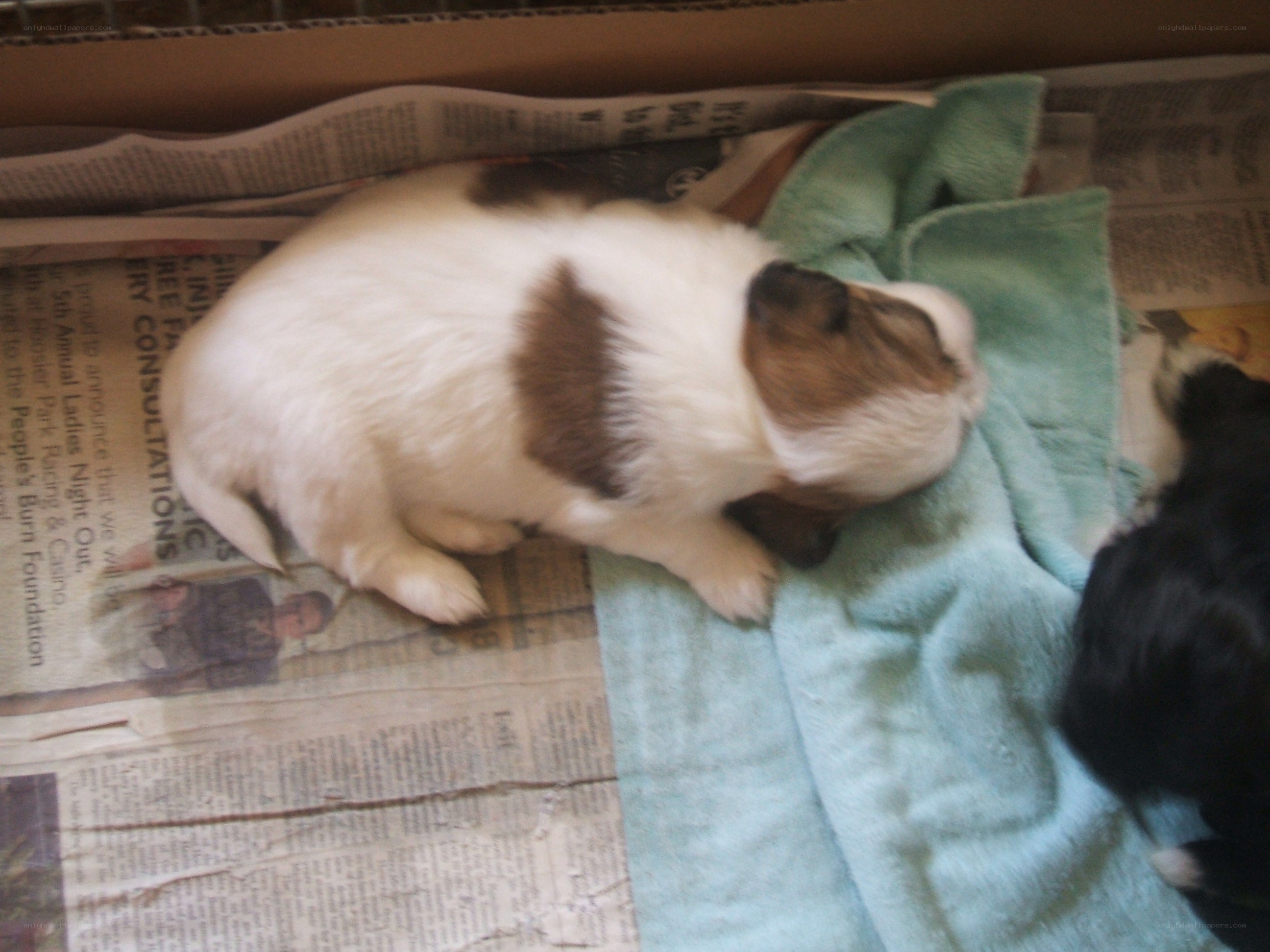 Puppy sleeping on newspaper