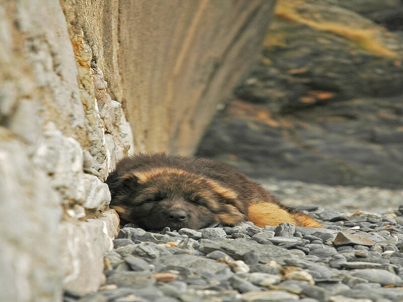 Puppy Sleeping on Pebbles