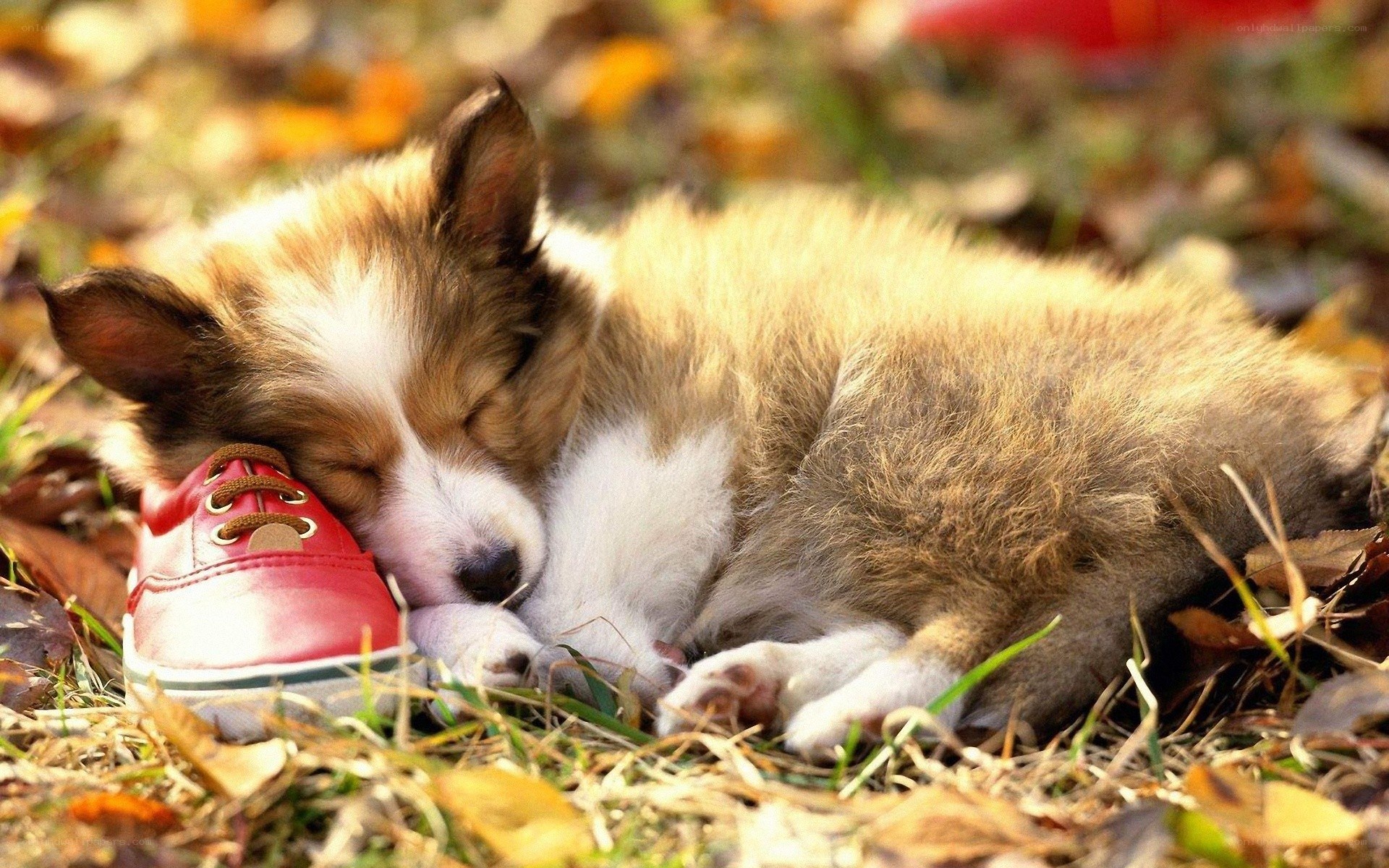 Puppy sleeping on red shoe