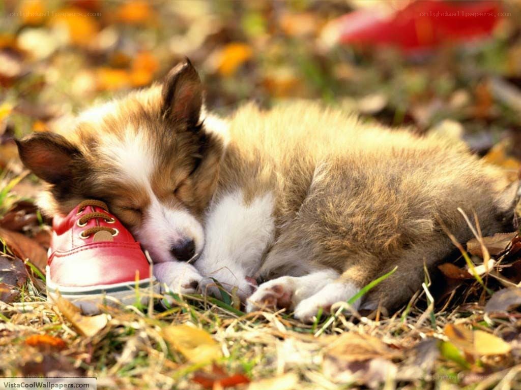 Puppy sleeping on red shoe