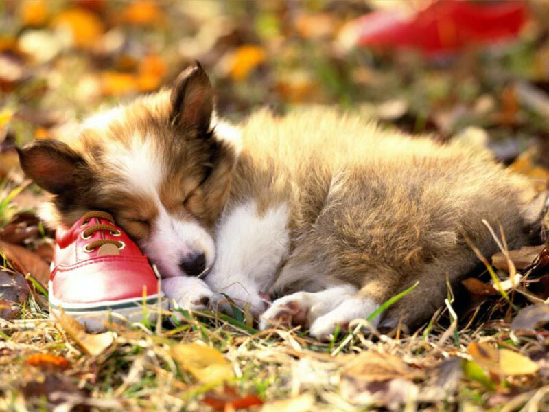 Puppy Sleeping on Shoe — Autumn