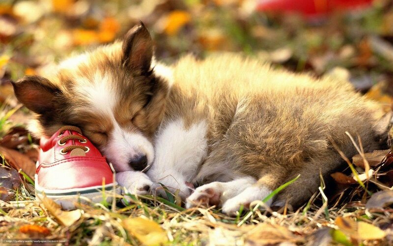 Puppy Sleeping on Shoe — Brown, Peaceful, Autumn, Photograph