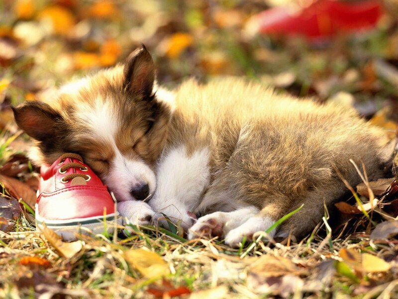 Puppy Sleeping on Shoe — Brown, Peaceful