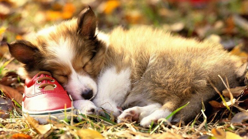 Puppy Sleeping on Shoe — Brown