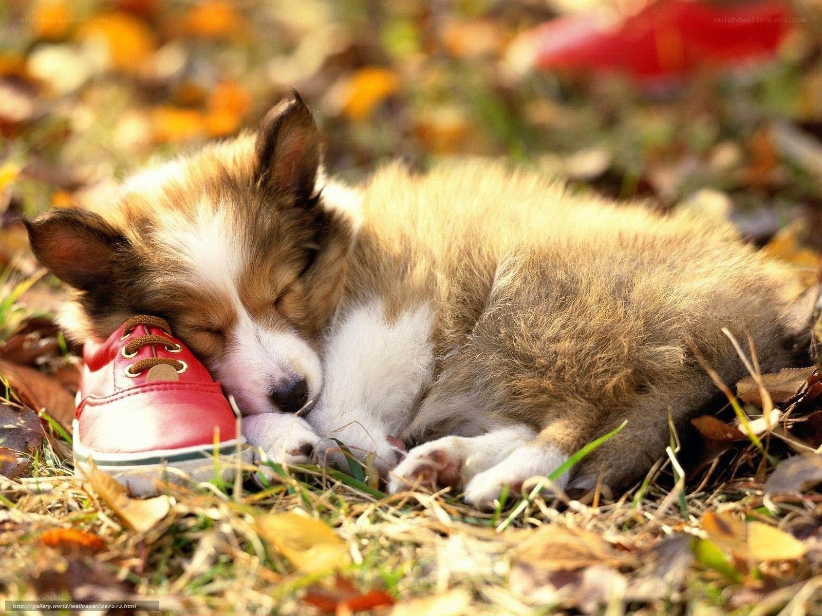 Puppy sleeping on shoe