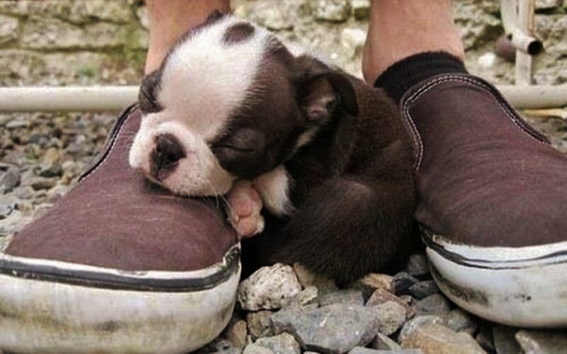 Puppy Sleeping on Shoes