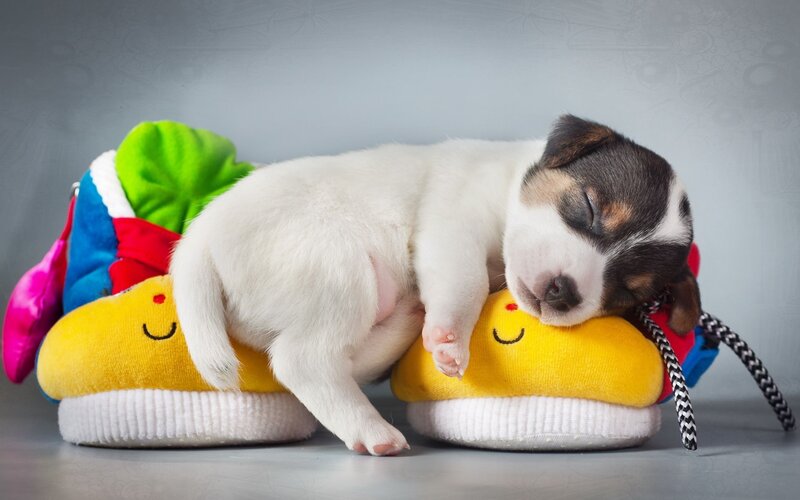 Puppy Sleeping on Slippers — White, Peaceful