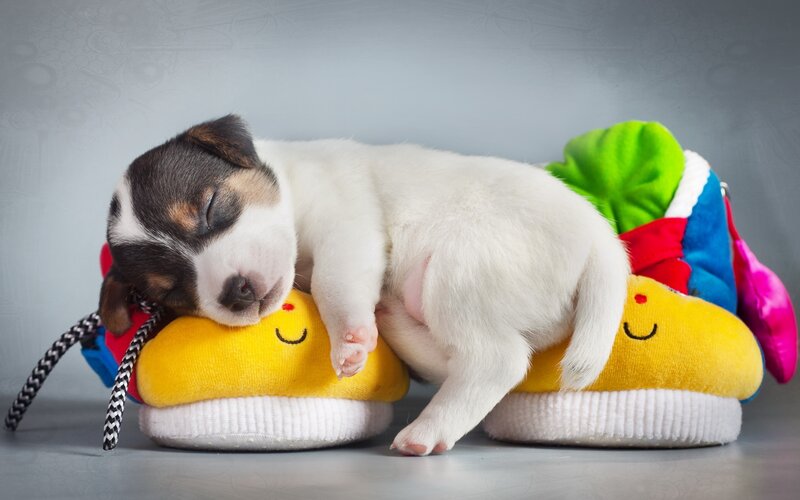 Puppy Sleeping on Slippers — White