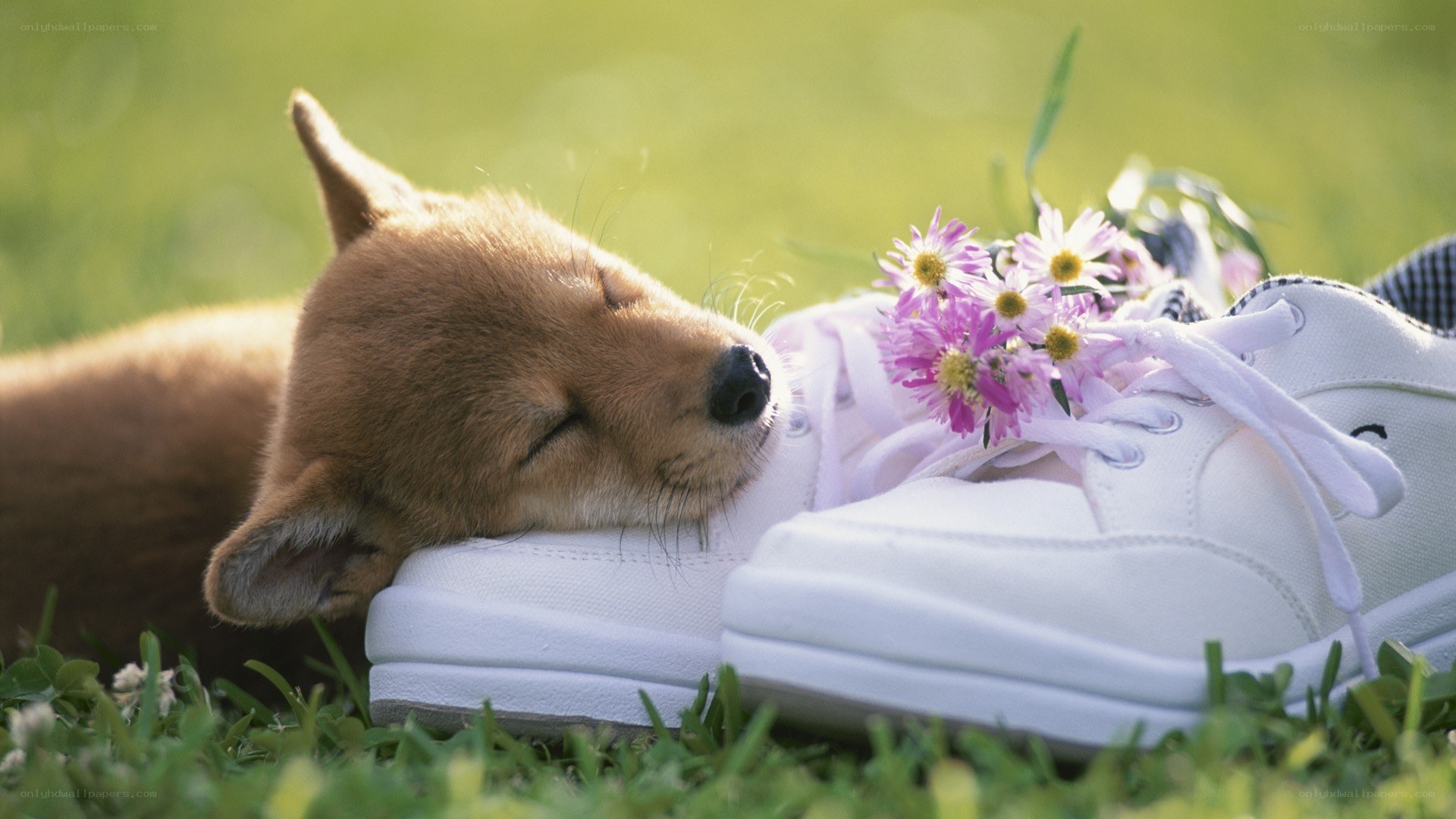 Puppy sleeping on sneakers