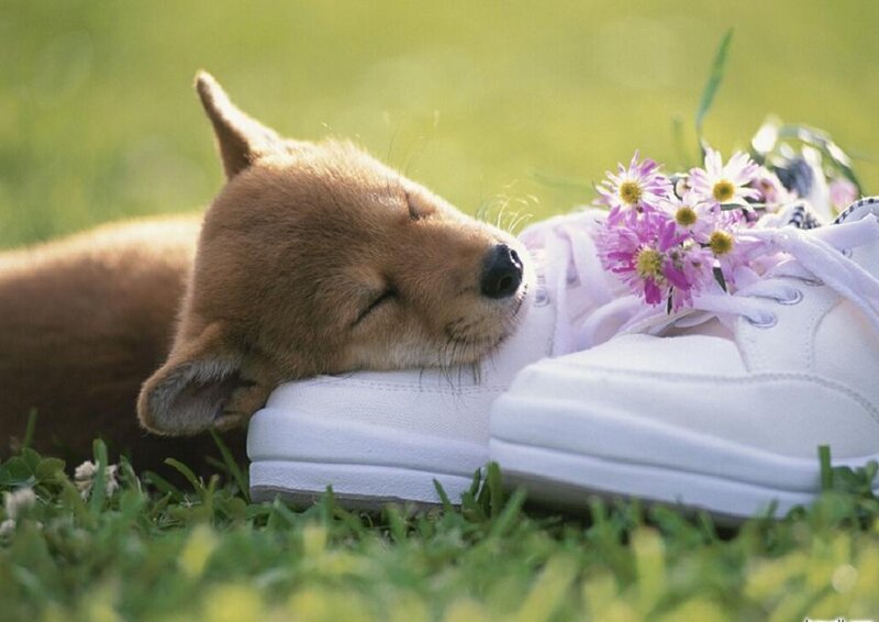 Puppy Sleeping on Sneakers — Green, Peaceful