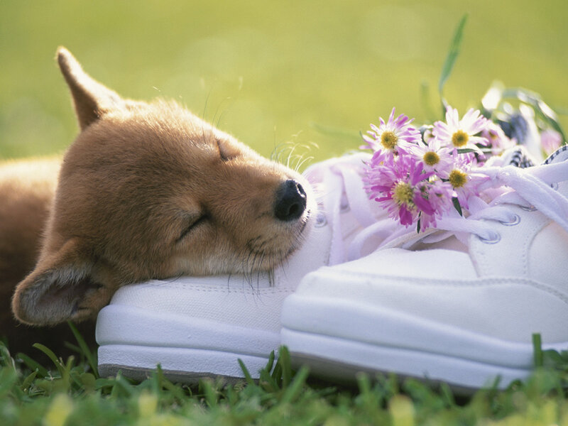 Puppy Sleeping on Sneakers — Green