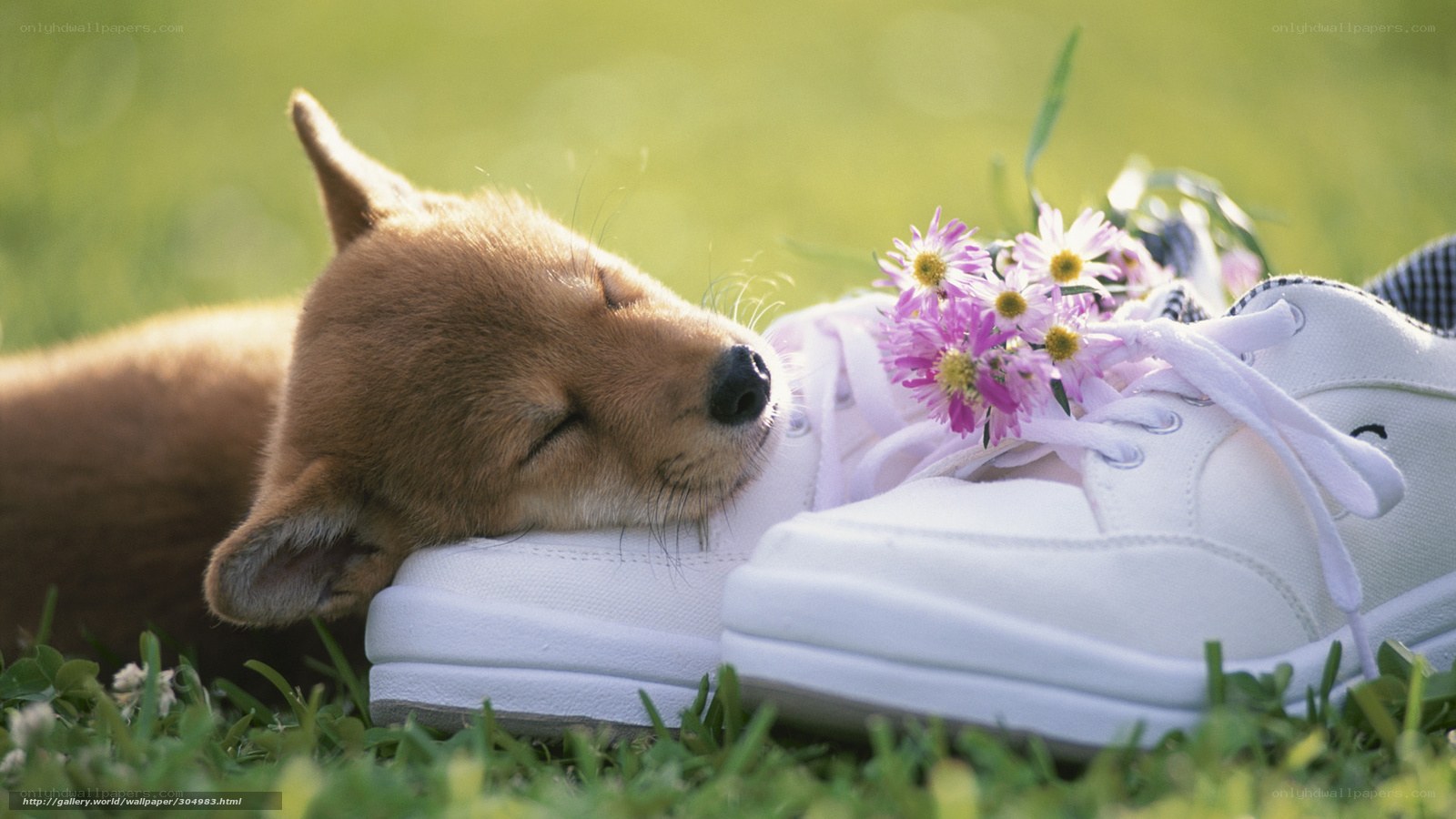 Puppy sleeping on sneakers
