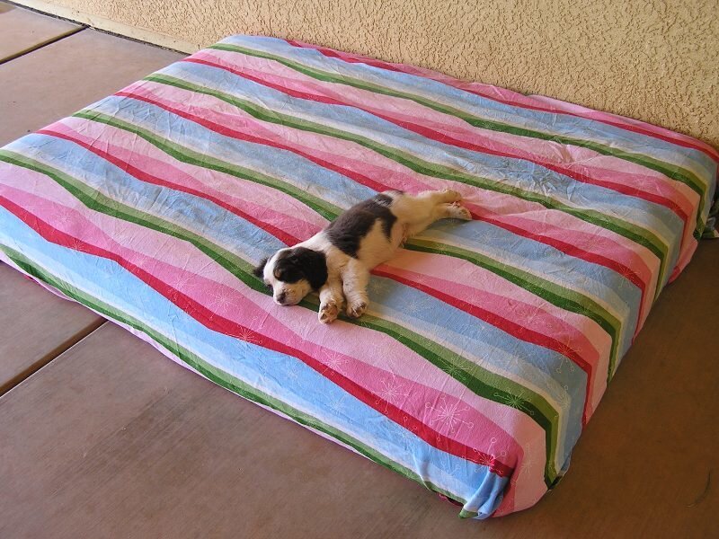 Puppy sleeping on striped blanket