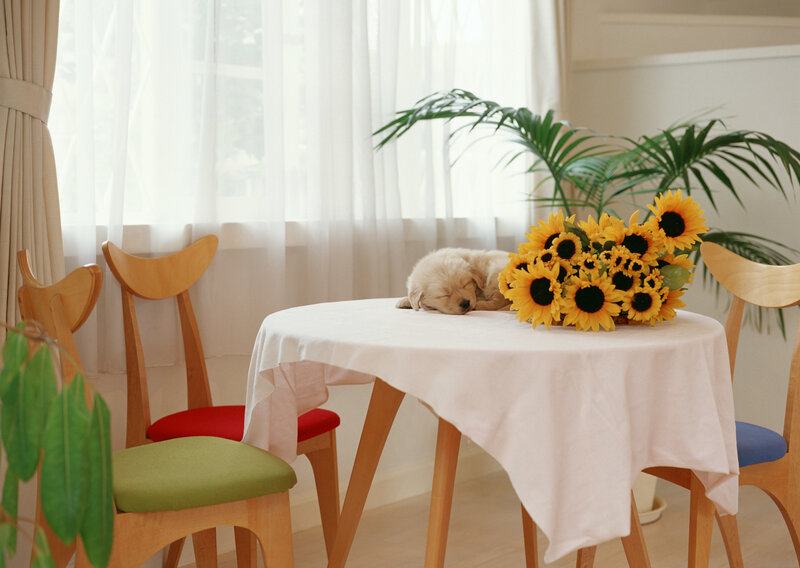 Puppy sleeping on table
