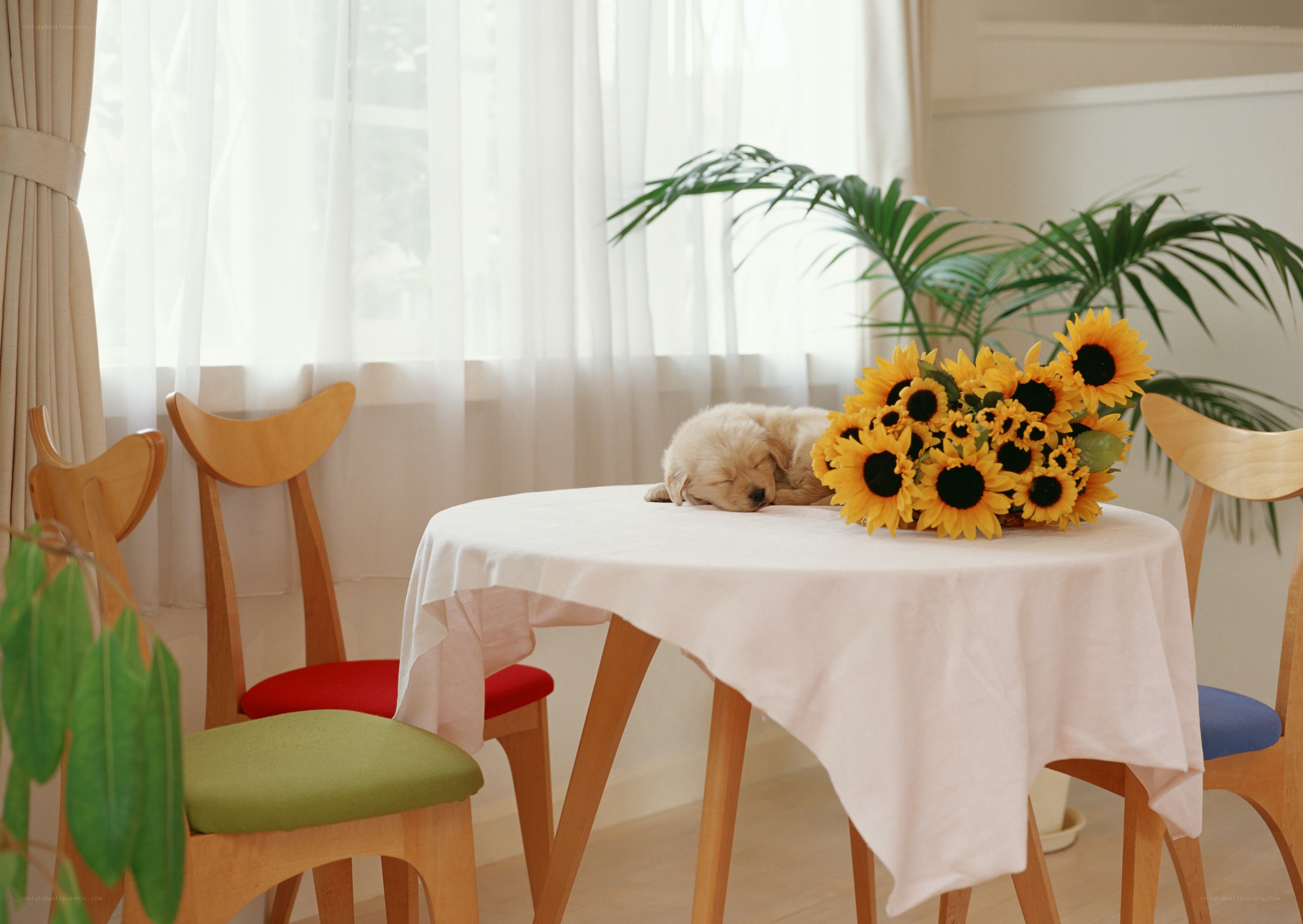 Puppy sleeping on table