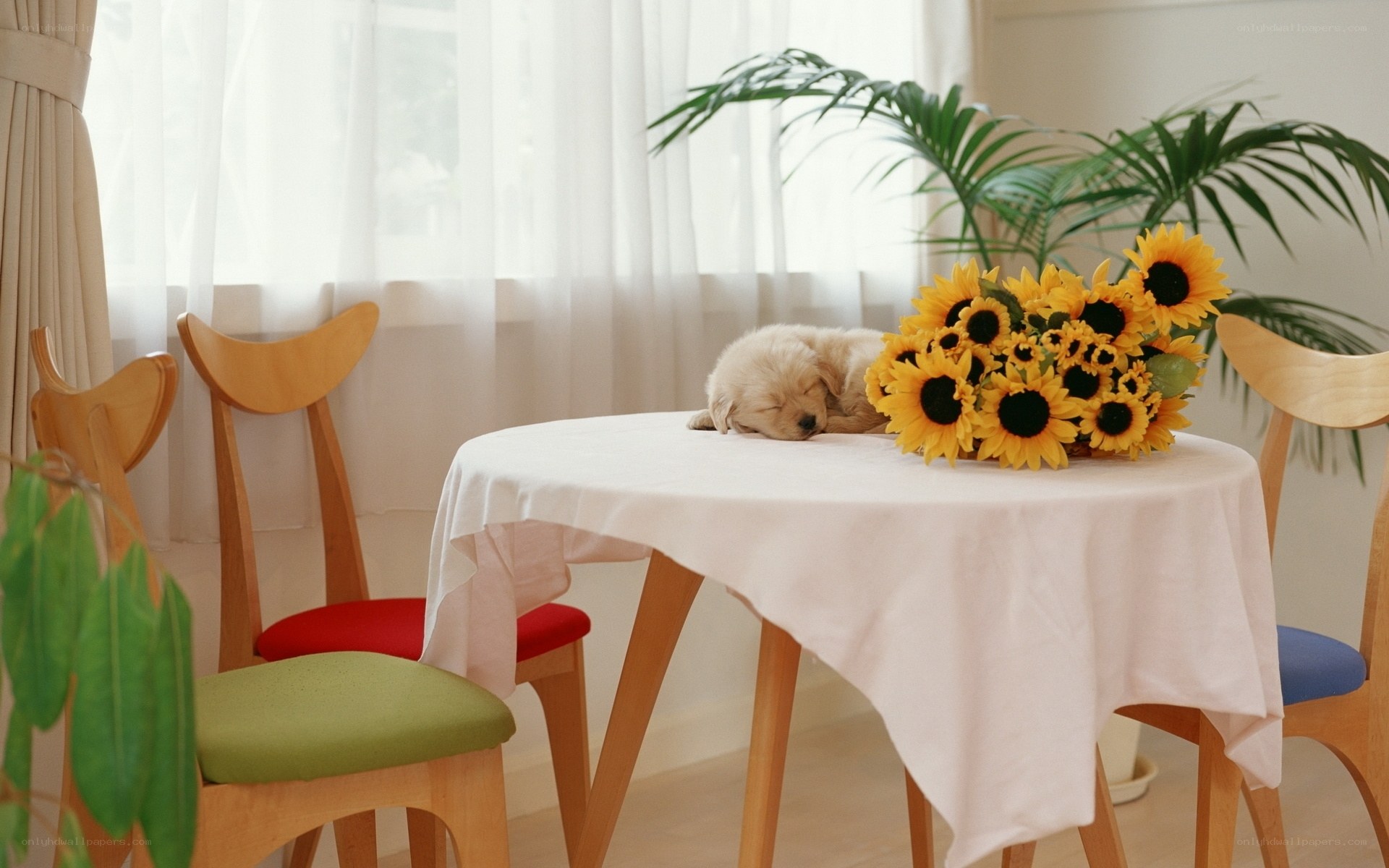 Puppy sleeping on table
