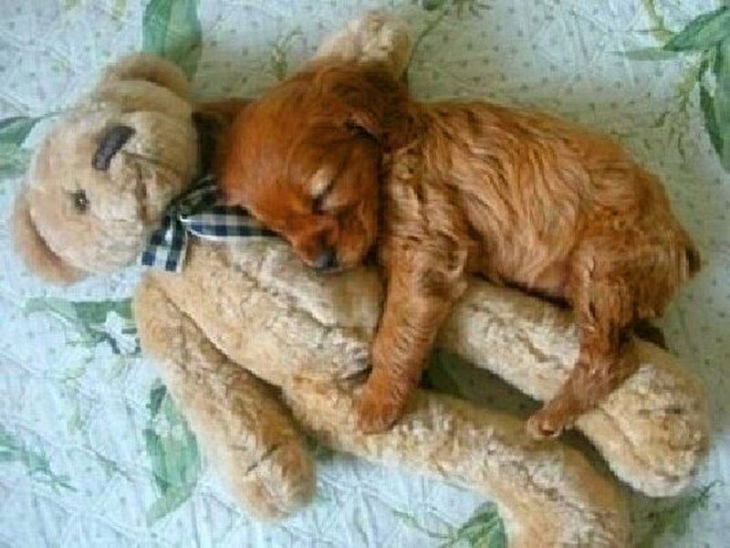 Puppy Sleeping on Teddy Bear