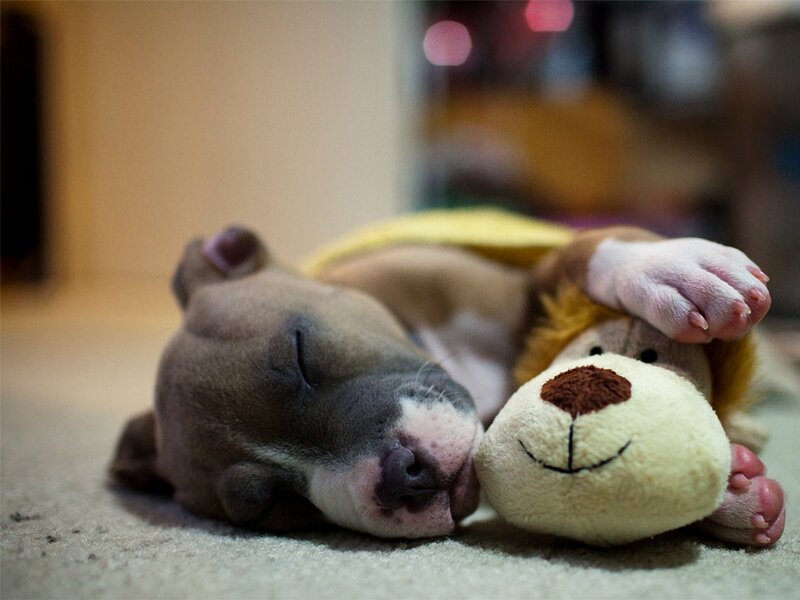 Puppy Sleeping on Toy — Brown