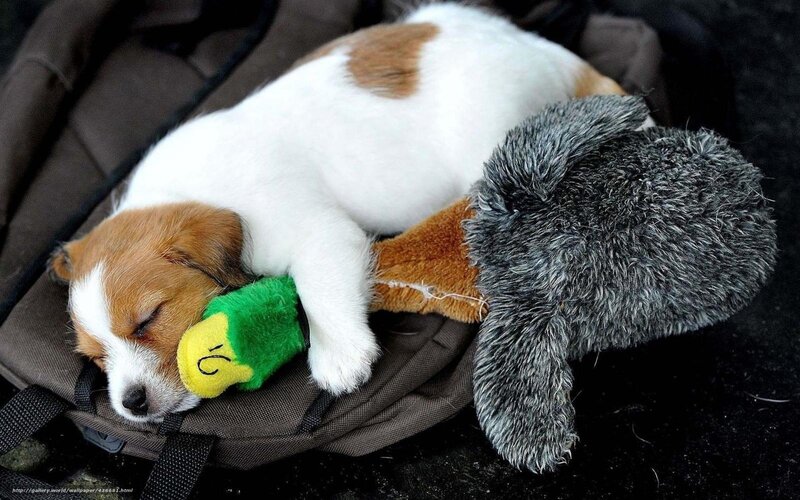 Puppy Sleeping on Toy — White, Peaceful, Photograph, Toy Duck