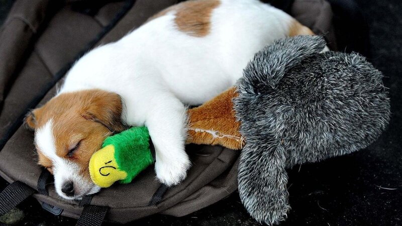 Puppy Sleeping on Toy — White, Peaceful