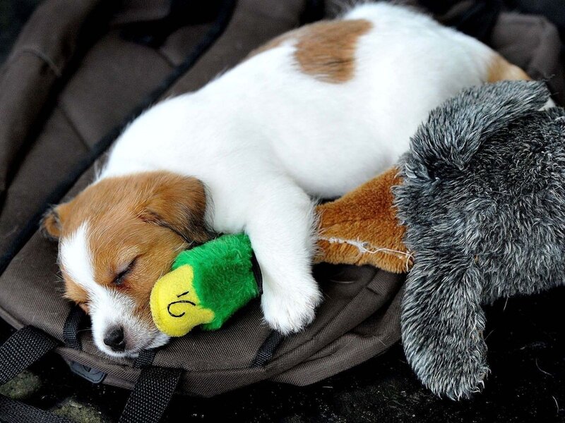 Puppy Sleeping on Toy — White