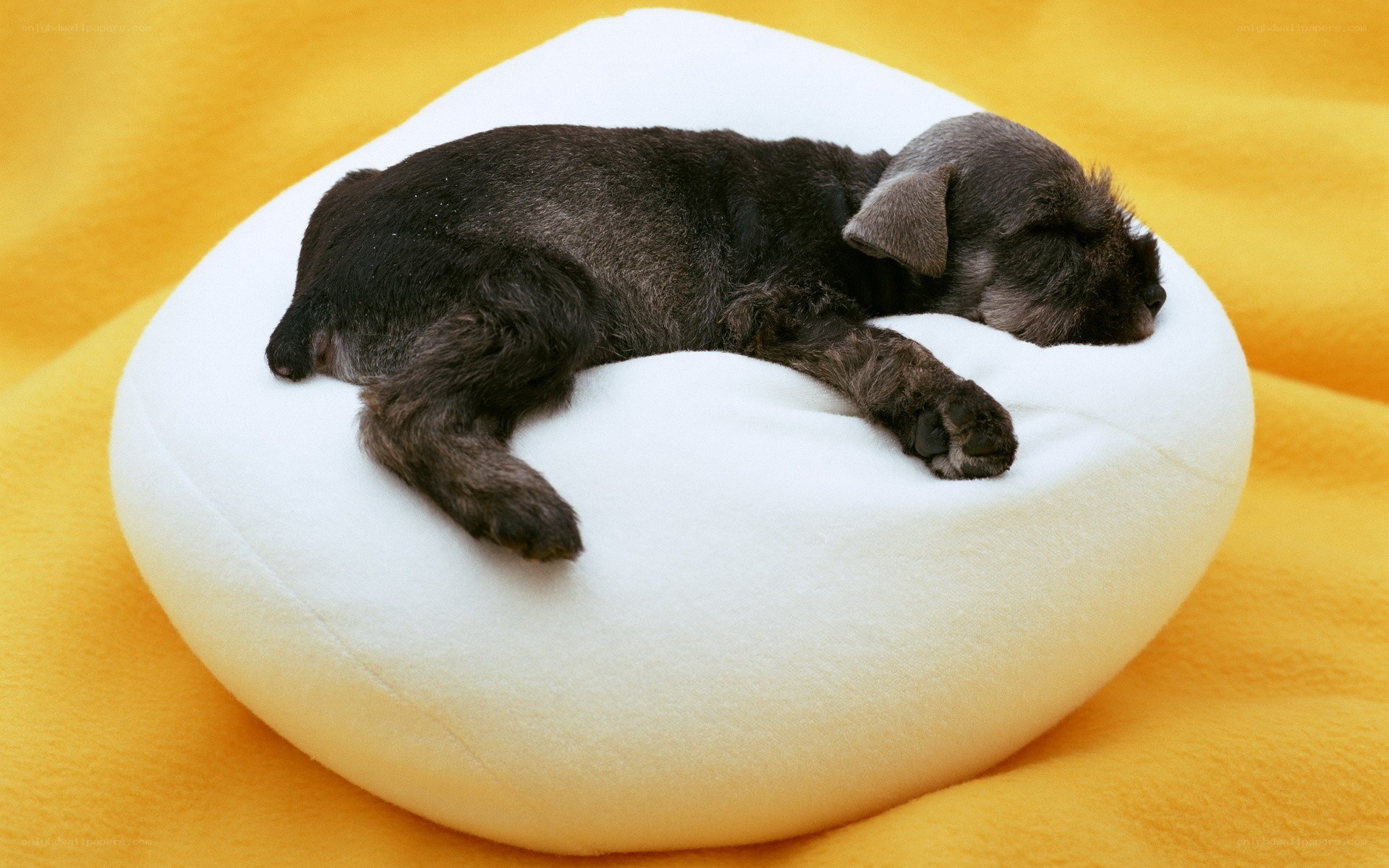 Puppy sleeping on white cushion