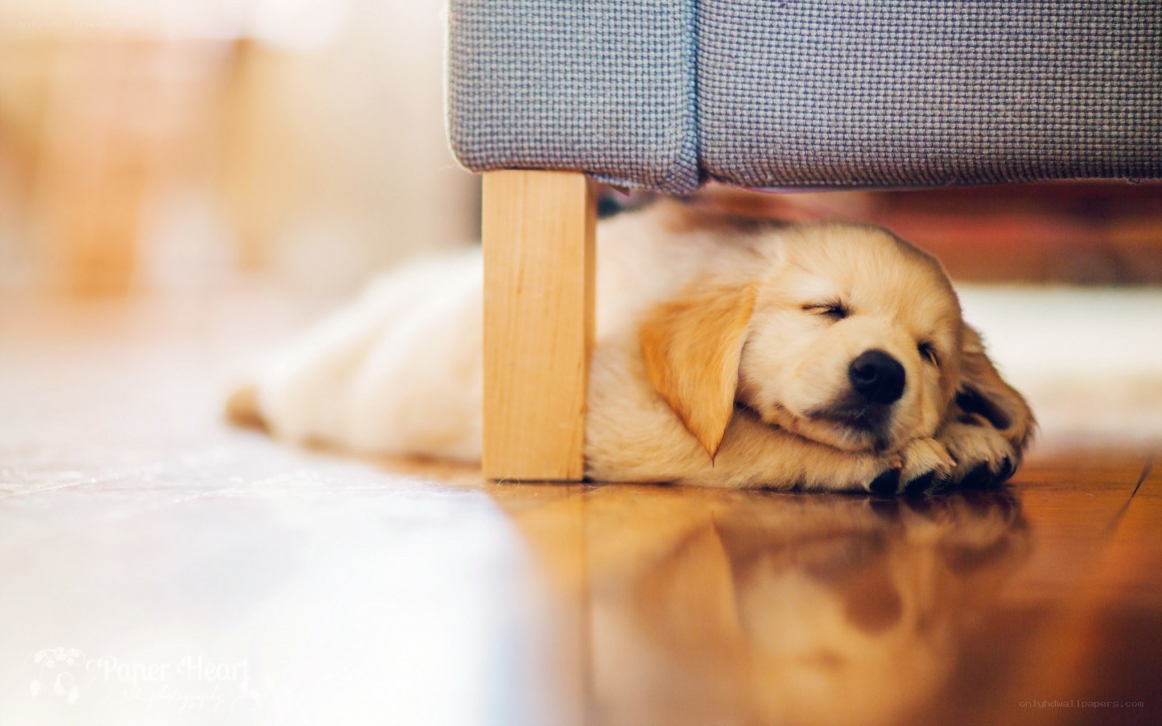 Puppy sleeping under a chair