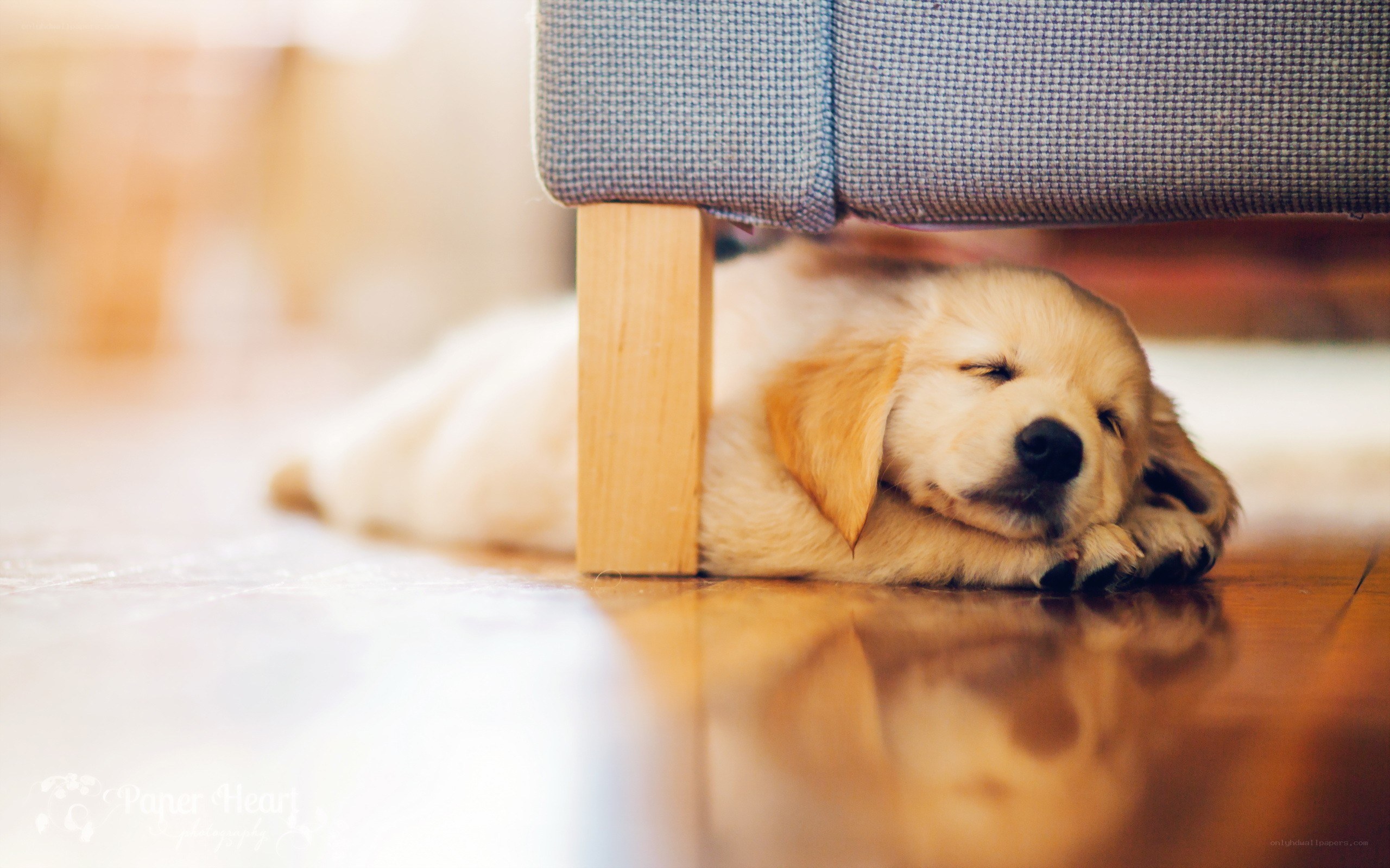 Puppy sleeping under a chair