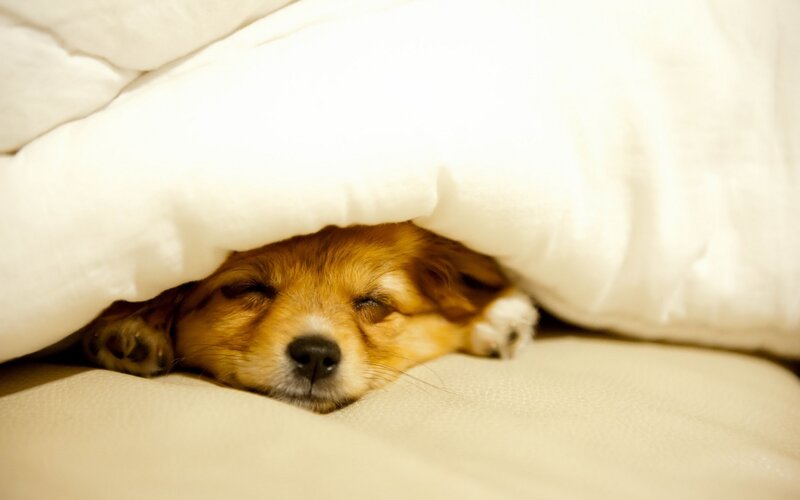 Puppy Sleeping under Blanket — White, Peaceful