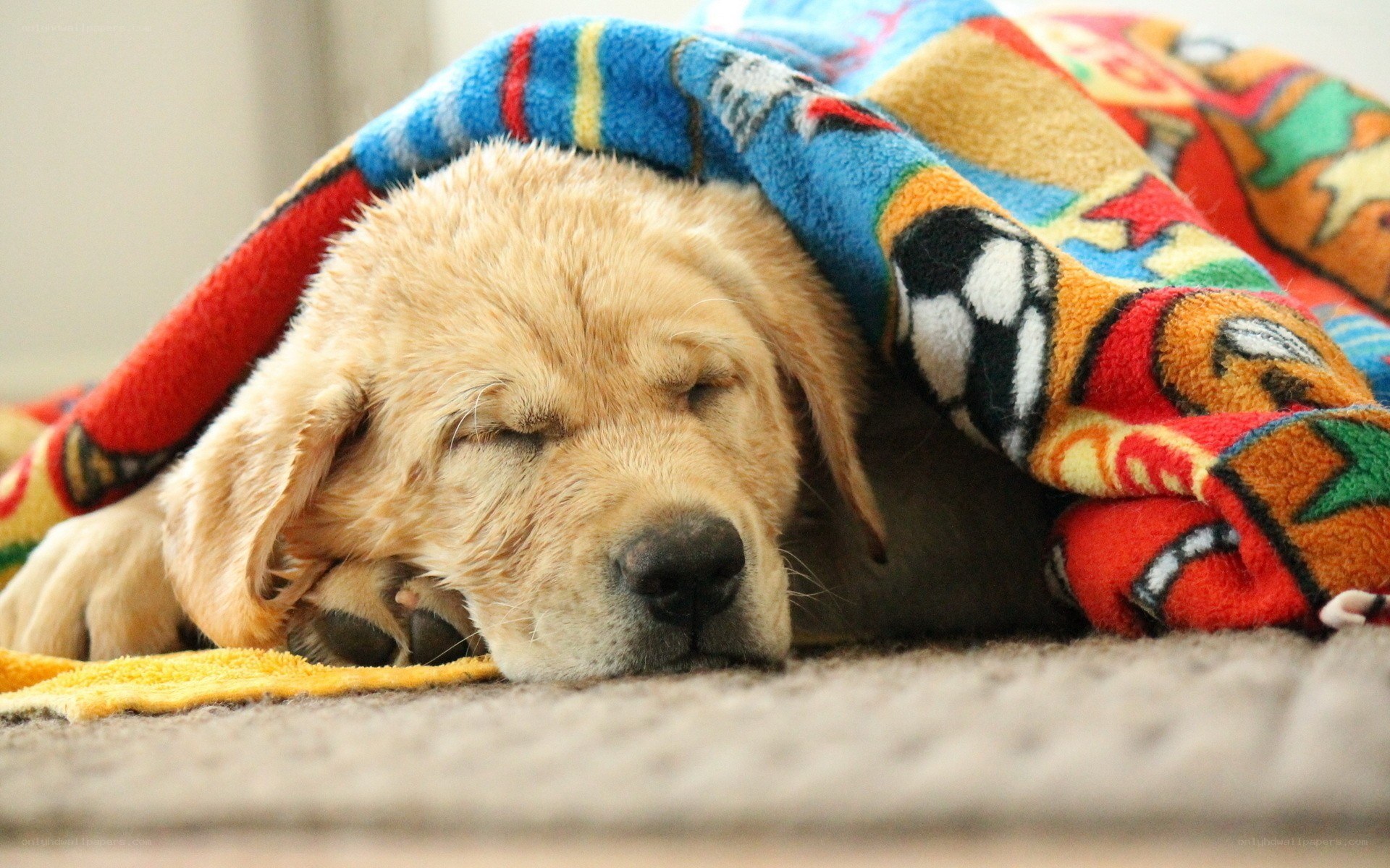 puppy sleeping under blanket