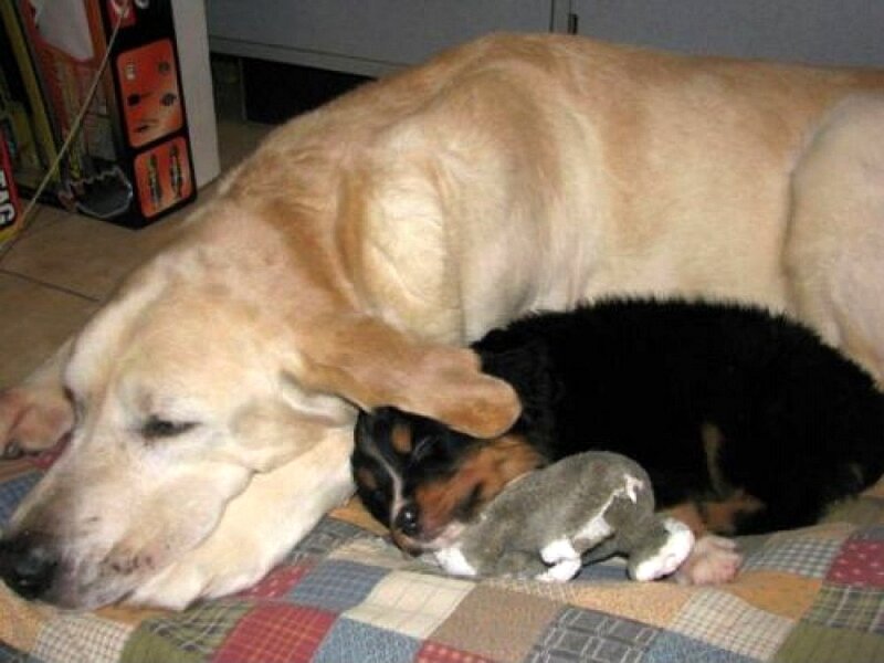 Puppy Sleeping with Dog