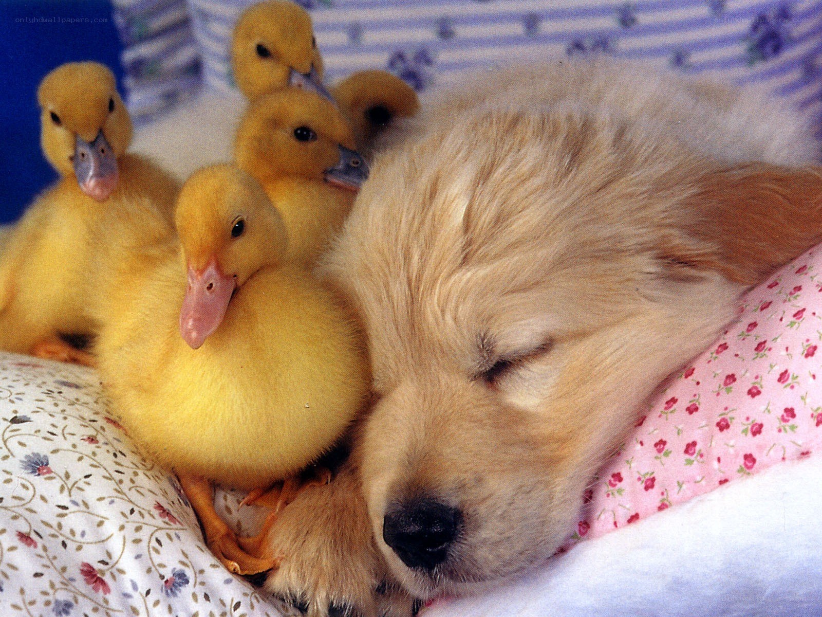 Puppy sleeping with ducklings