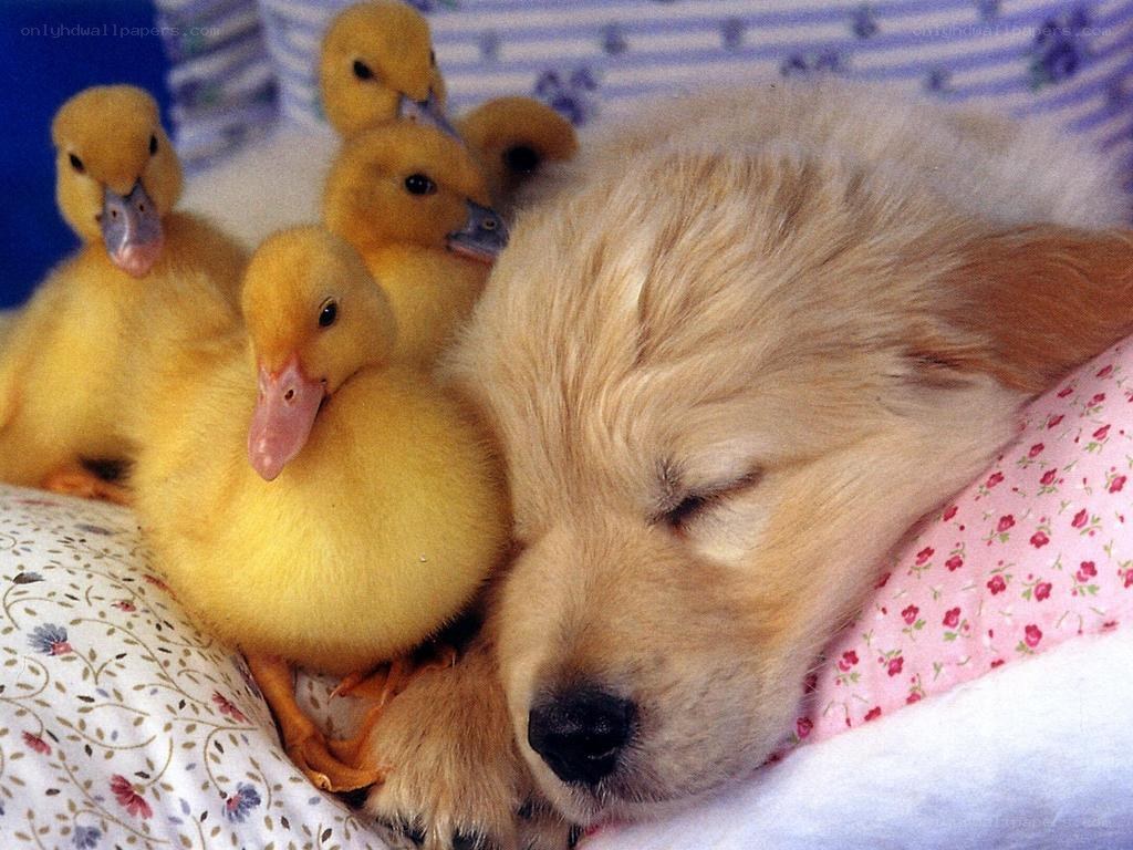 Puppy sleeping with ducklings