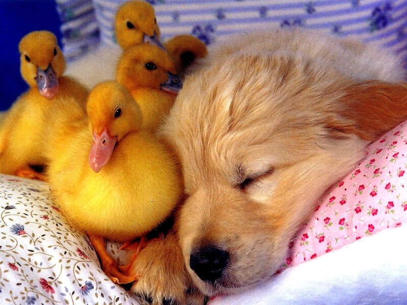 Puppy sleeping with ducklings