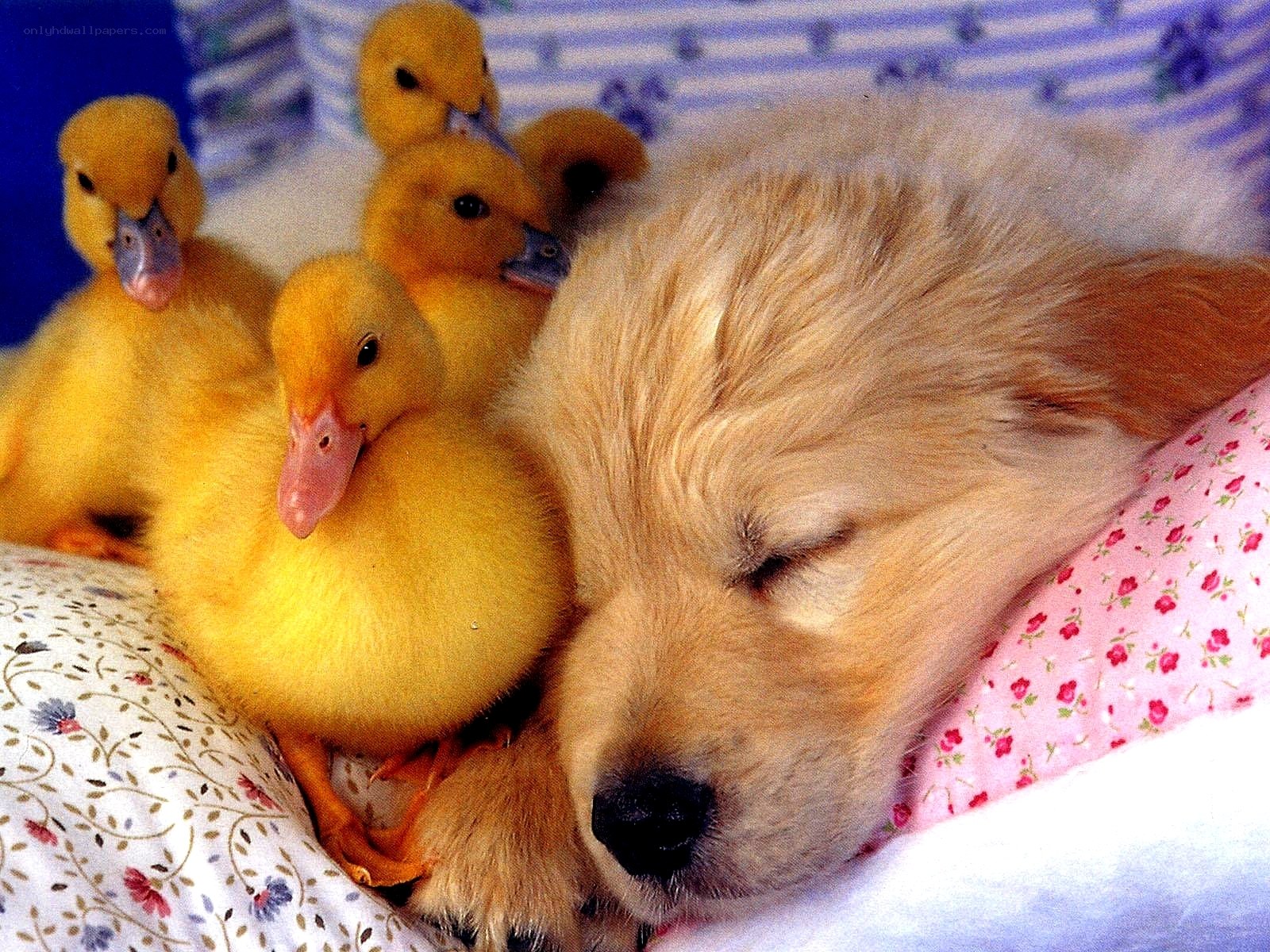 Puppy sleeping with ducklings