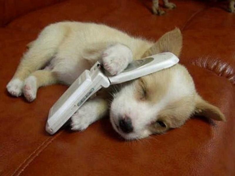 Puppy sleeping with phone