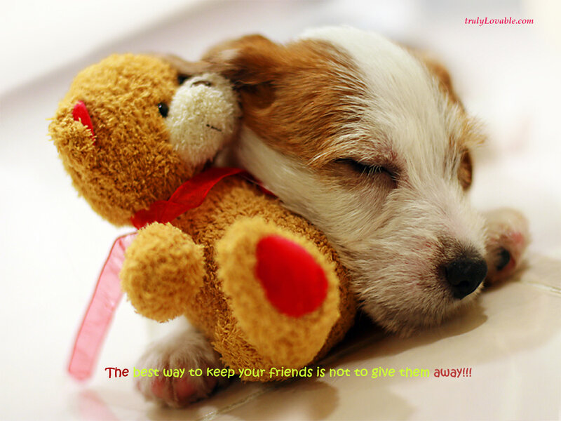 Puppy sleeping with teddy bear