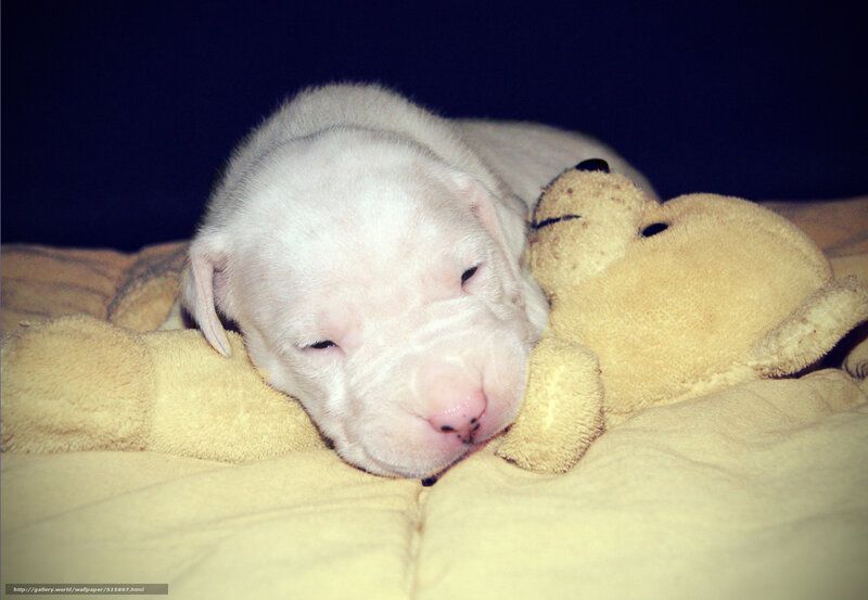 puppy sleeping with teddy bear