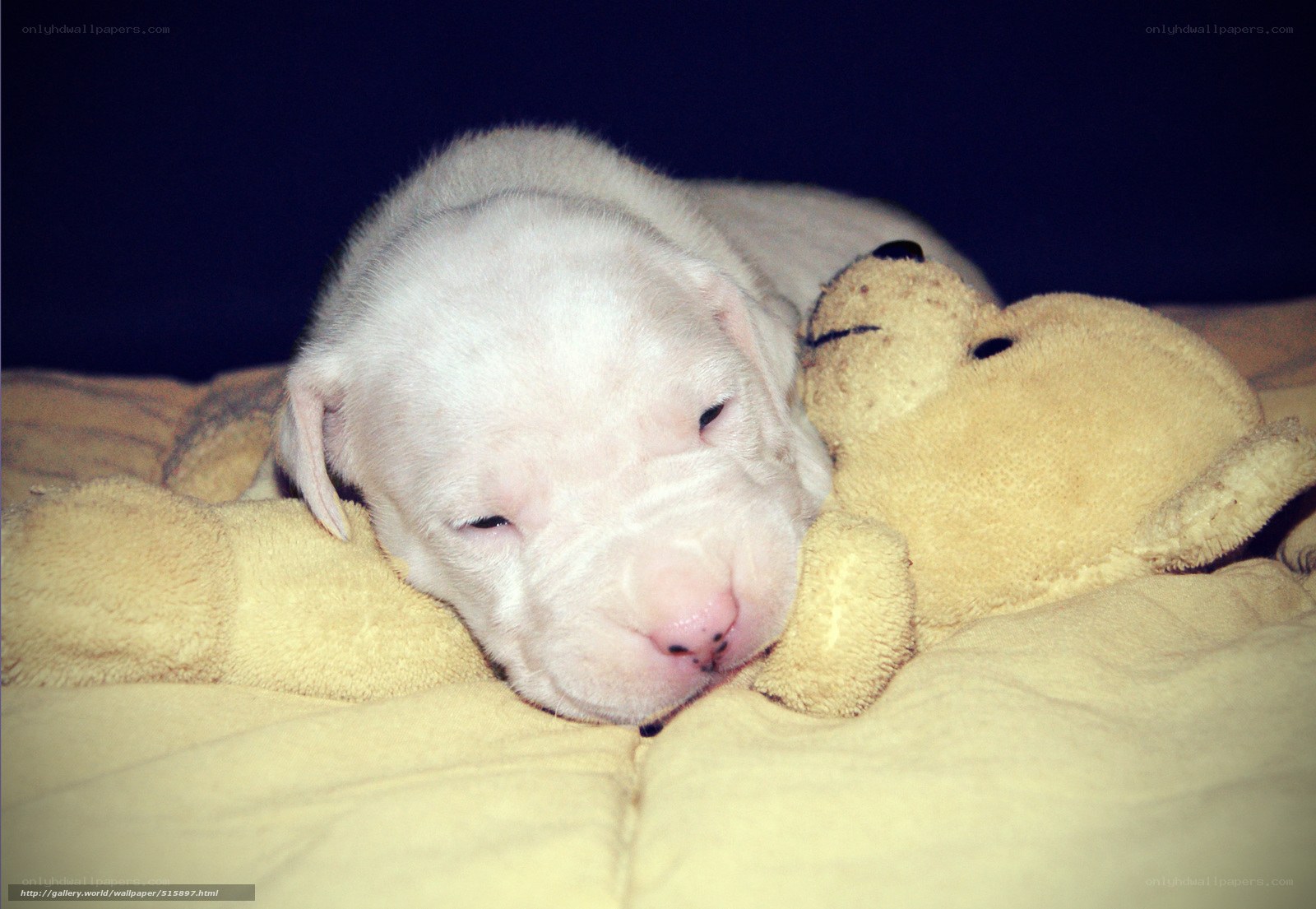 puppy sleeping with teddy bear