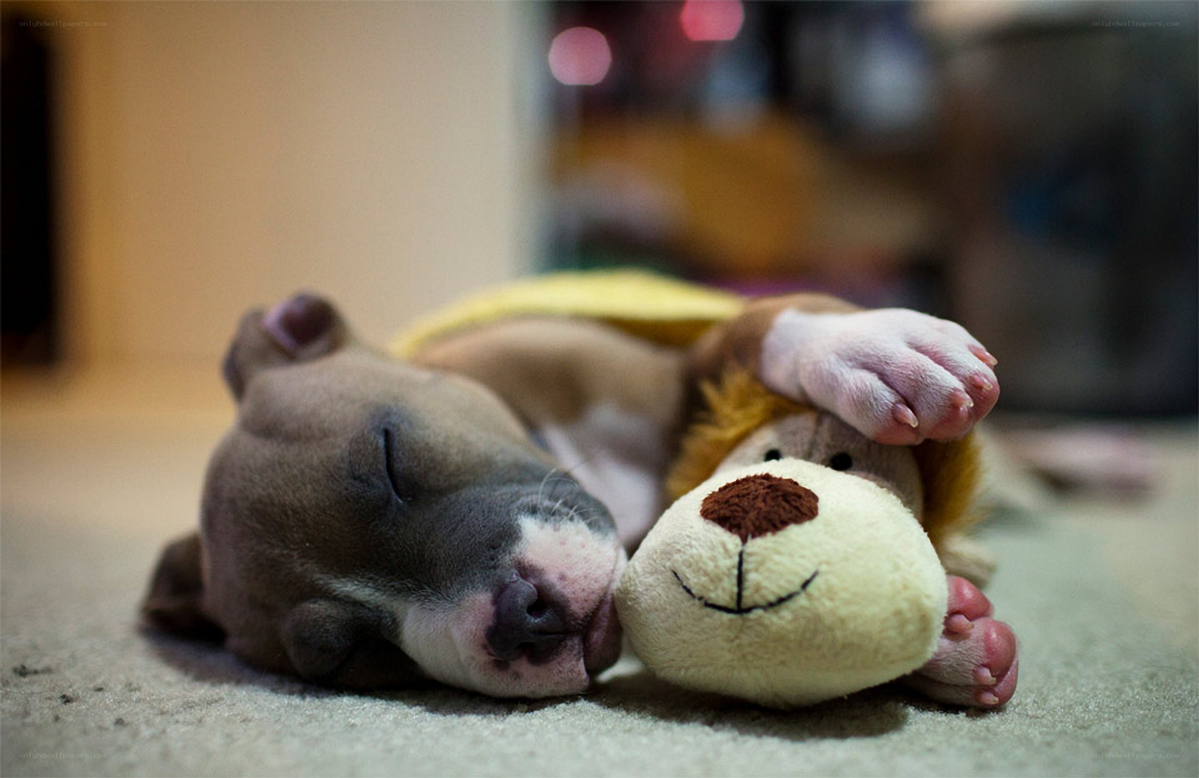 Puppy sleeping with toy