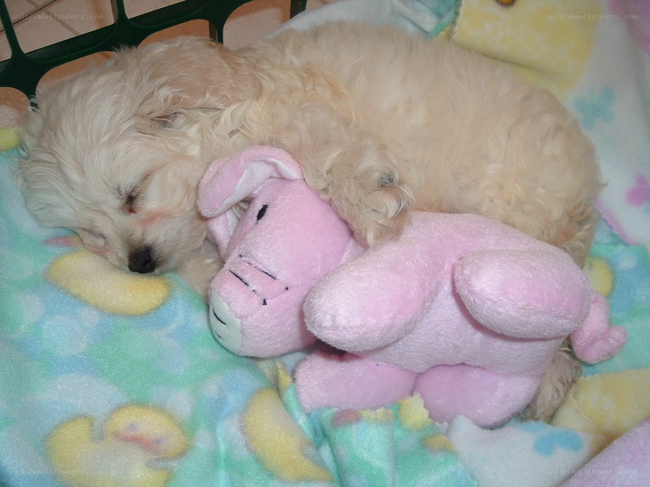Puppy sleeping with toy