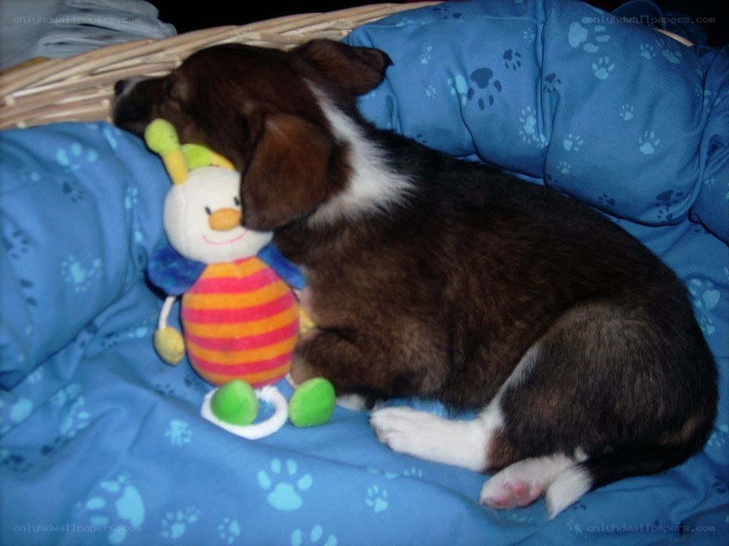 Puppy sleeping with toy