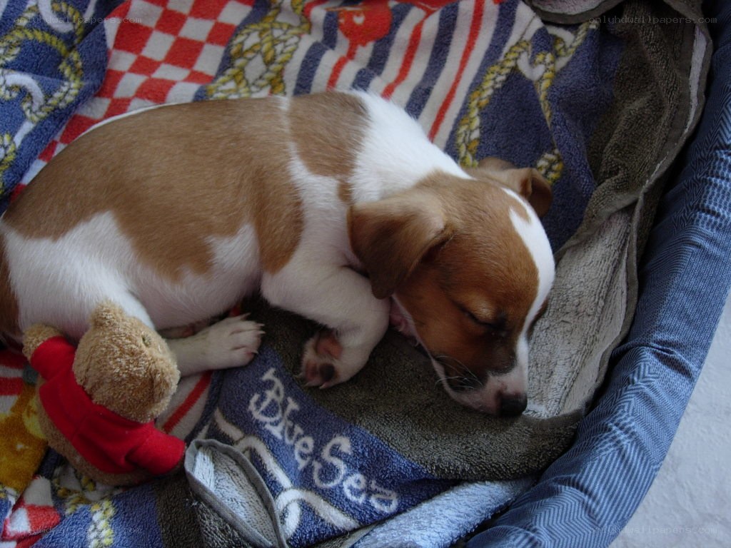 Puppy sleeping with toy
