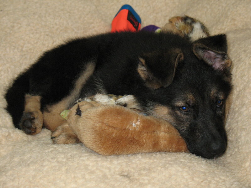 Puppy sleeping with toy