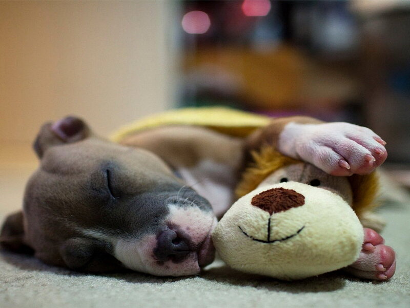 Puppy Sleeping with Toy — Brown, Peaceful
