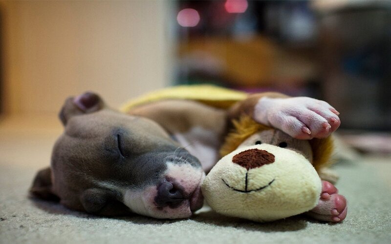 Puppy Sleeping with Toy — Brown
