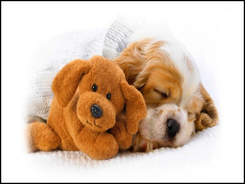 Puppy Sleeping with Toy — White