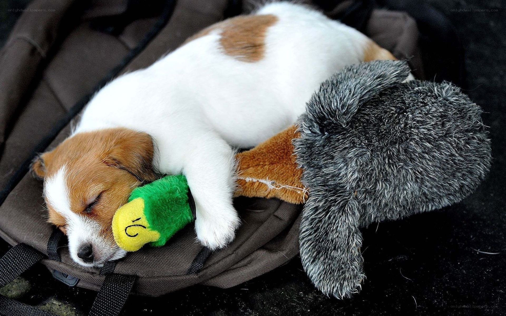 Puppy sleeping with toy